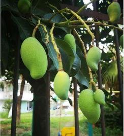 南宁芒果树爆料视频最新,揭秘神秘事件背后的真相